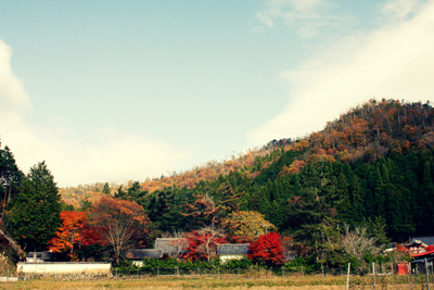LEATHER-TUNA-autumnal-leaves.jpg