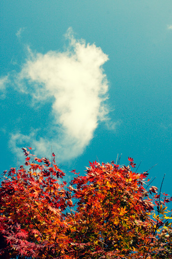 LEATHER-TUNA-autumnal-leaves3.jpg