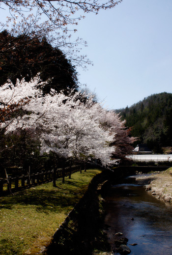 LEATHER-TUNA-sakura.jpg